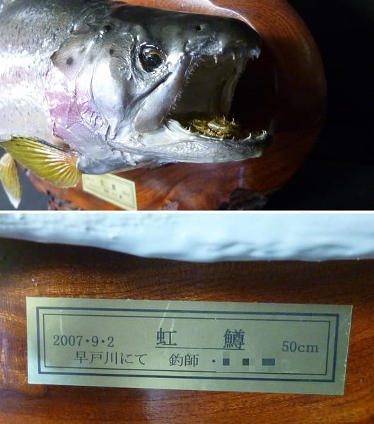 魚の剥製 ニジマス 50cm ヒメマス 37cm / 鱒 飾り物_2