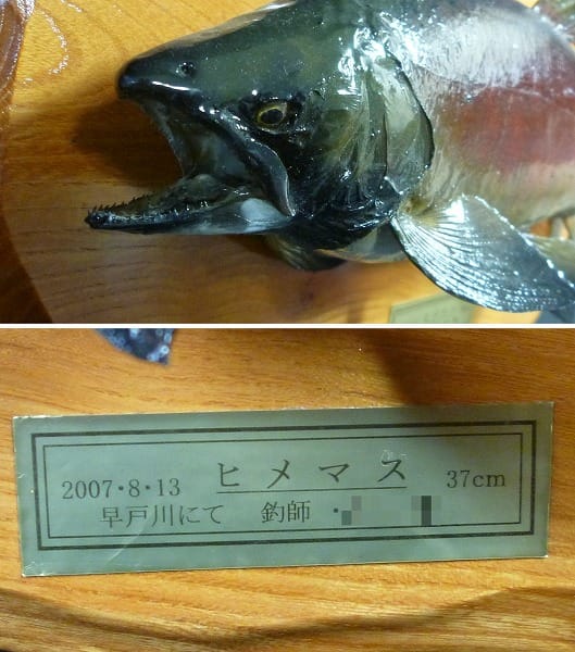 魚の剥製 ニジマス 50cm ヒメマス 37cm / 鱒 飾り物_3