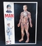 ブルマァク 人体模型 男性  プラスチック製 /  プラモデル