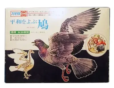 マルサン エデュケーショナルシリーズ 実物大 平和をよぶ鳩 透視 生体模型